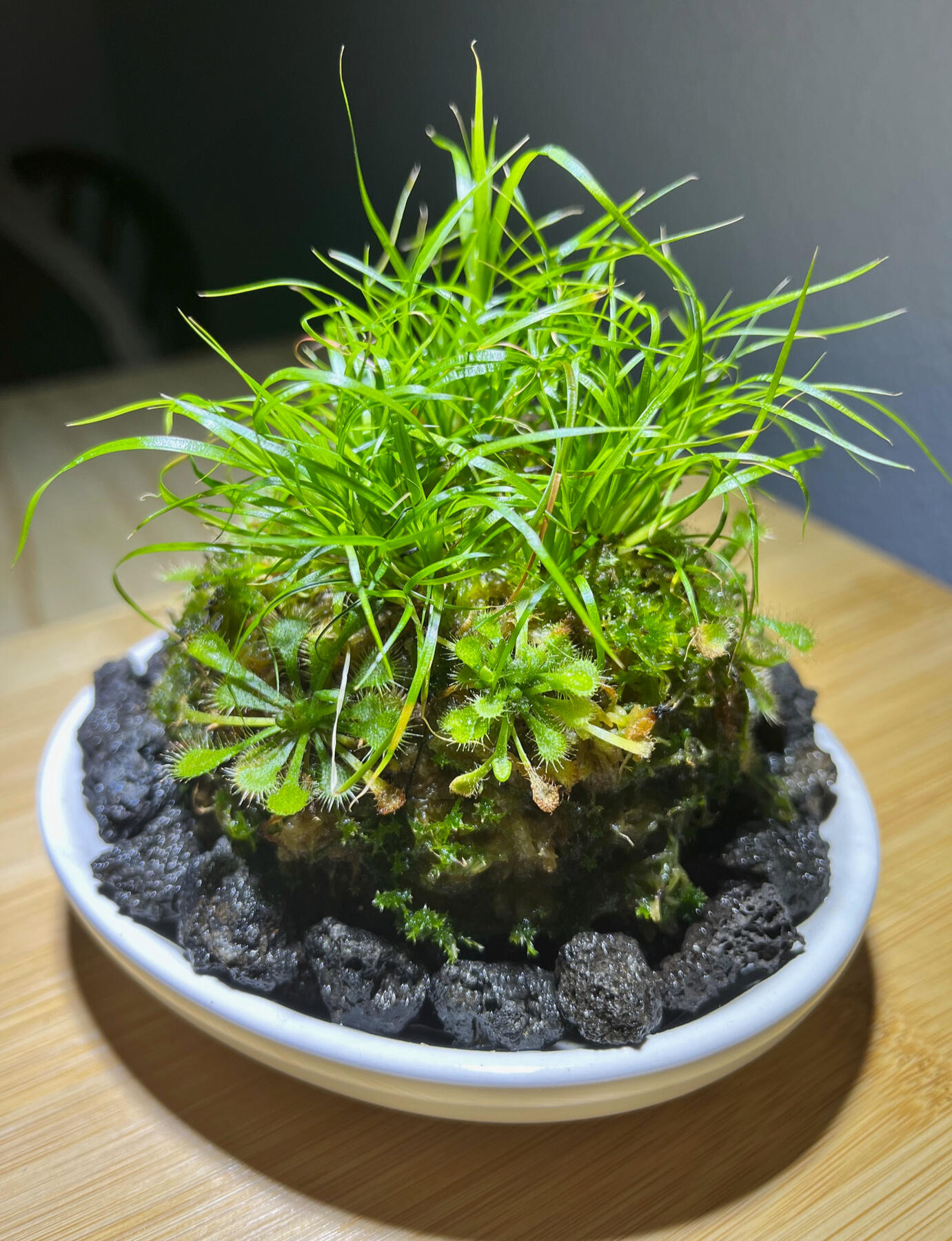 Carnivorous Wabi Balls