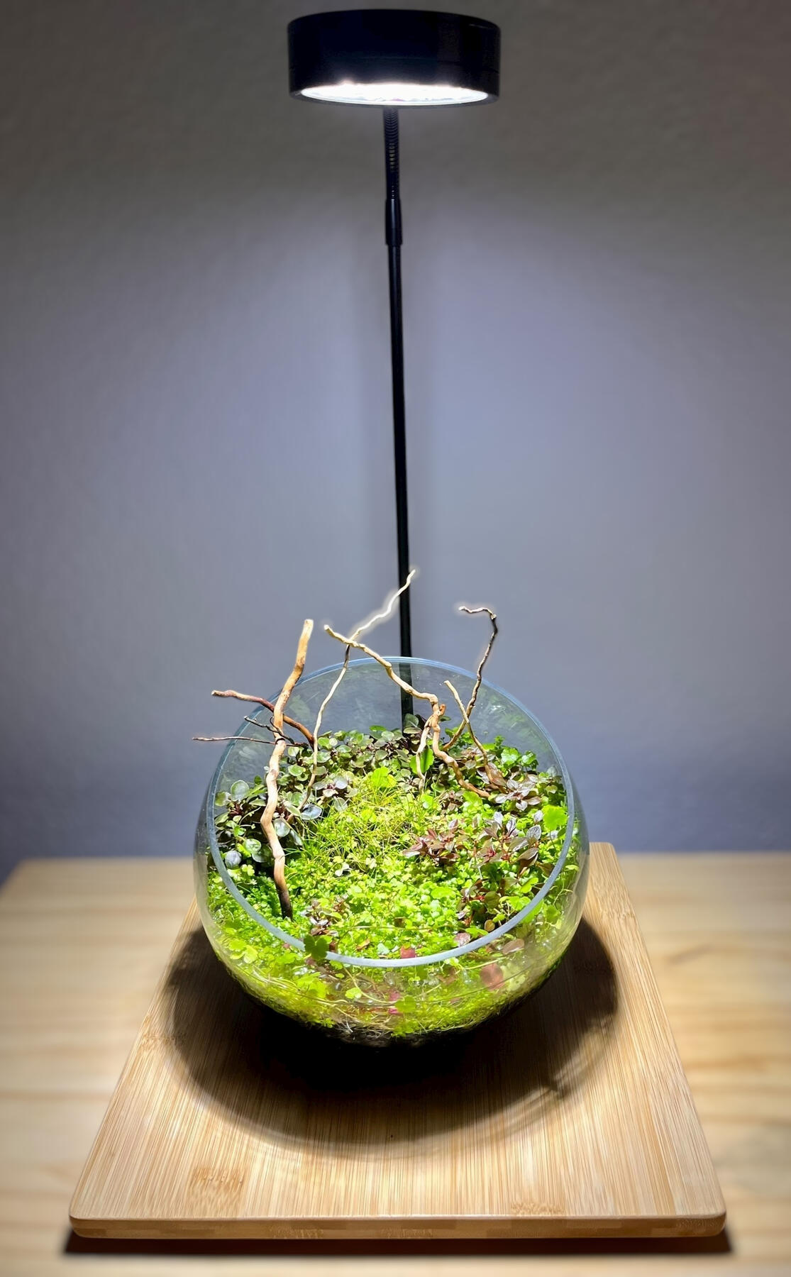 Custom Bioactive Design