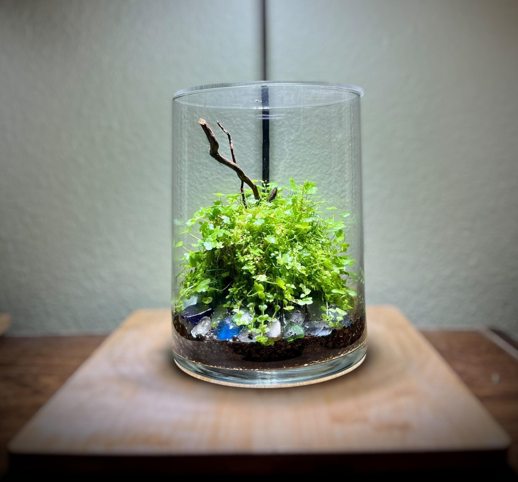 Terrarium
